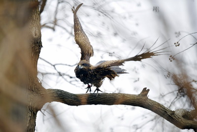 老鹰停落在乌桕树梢 逃逸鸟频现滨江森林公园