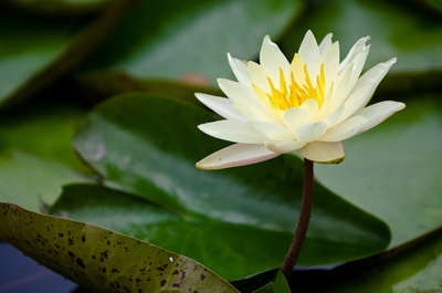 上海植物园睡莲亭亭绽放 夏天气息袭来