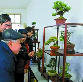 迎春盆景制作视频_迎春花盆景制作及价格 迎春花盆景图片