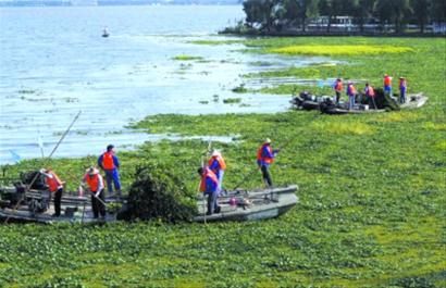 申城水葫芦等季节性水生植物进入大面积爆发期