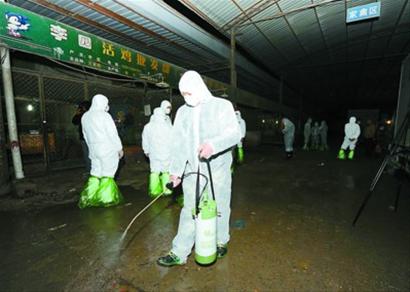 松江一市场鸽子样品中检出H7N9 本市连夜采取