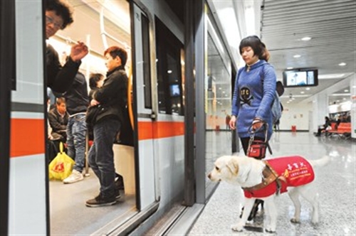 申城导盲犬名正言顺乘公交 目前全市总数约20