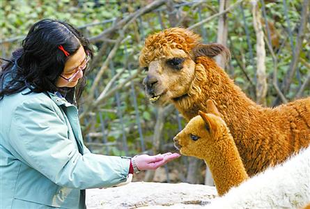 飞岩走壁说的是什么动物_上海动物园怎么走_什么动物走八字形路?