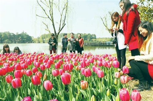 怎么去上海鲜花港_上海鲜花港3月21日起开园多种花卉任君赏(2)