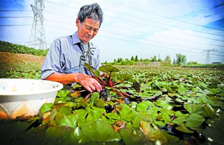 一首《采红菱》的歌曲唱出秋收的喜悦