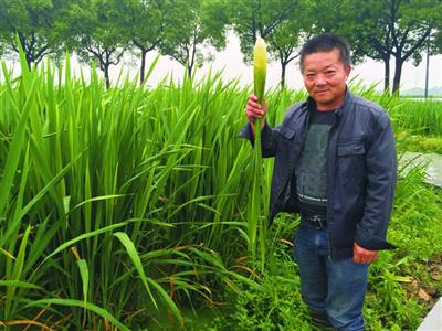 青浦打通水生蔬菜全产业链练塘茭白请您放心生吃