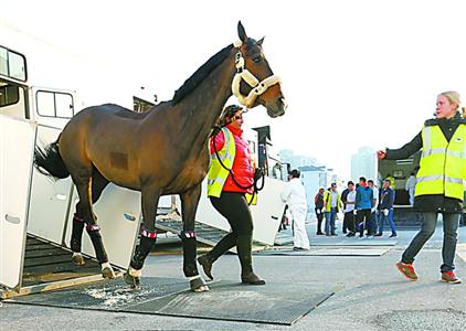 上海浪琴环球马术冠军赛28日开赛 首批42匹顶