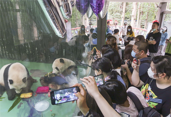gallery    giant panda xing guang celebrated his fourth birthday