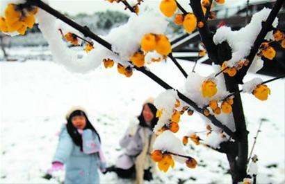 大雪过后踏雪寻梅 世纪公园梅花腊梅展拉开帷