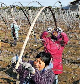松江区葡萄种植园春耕迎接新一年生产