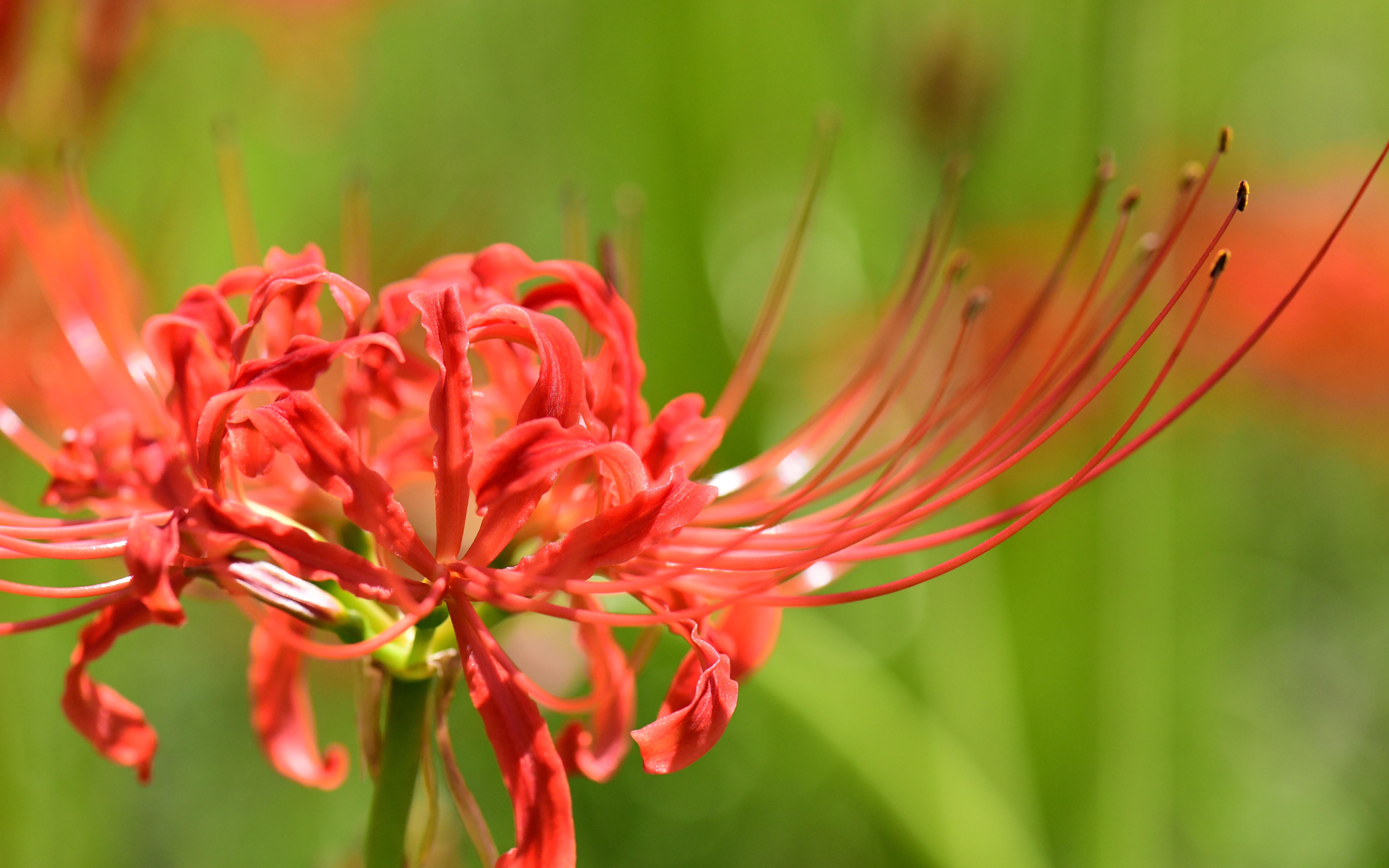 2石蒜--石蒜科石蒜属 (4).JPG