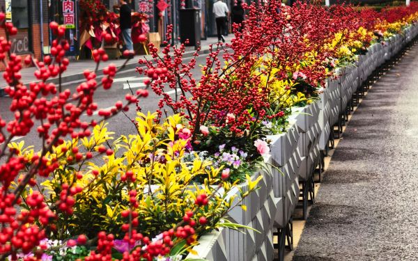 06.大名路花箱_迎新花卉_.jpg