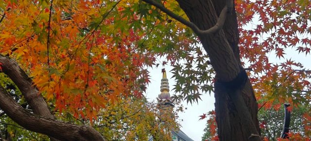 1216_150212_883.jpg 微信图片_2024-12-16_135314_681.png