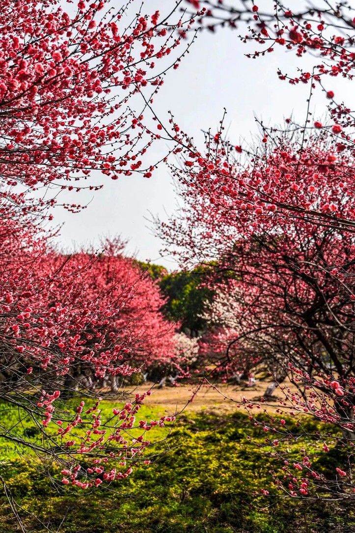 江南梅花季丨开往春天的列车已上线！抓紧冲，青浦梅花已绽放80%！