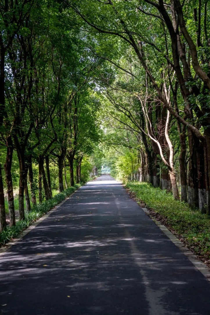 追风少年的春日漫游指南,带你邂逅青浦的N种风情! 追风少年的春日漫游指南,带你邂逅青浦的N种风情!
