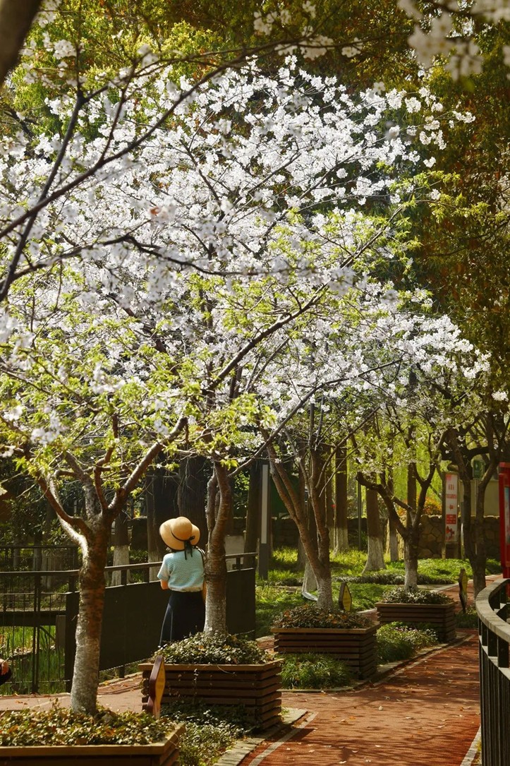 上班暂停一下!快来青浦看樱花雨 上班暂停一下!快来青浦看樱花雨