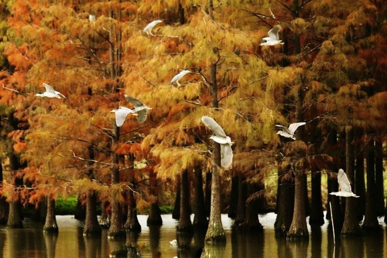 “宿主”您好，请领取主线任务：寻找青浦红叶地图！