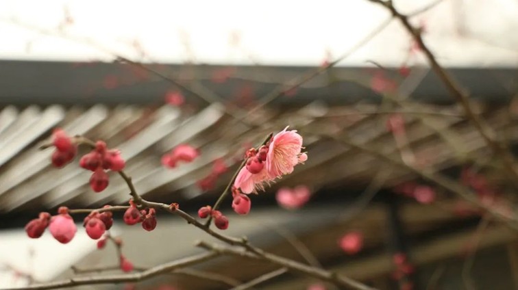 江南梅花季丨“梅”美与共！住在青浦花影中，盼君缓缓归矣