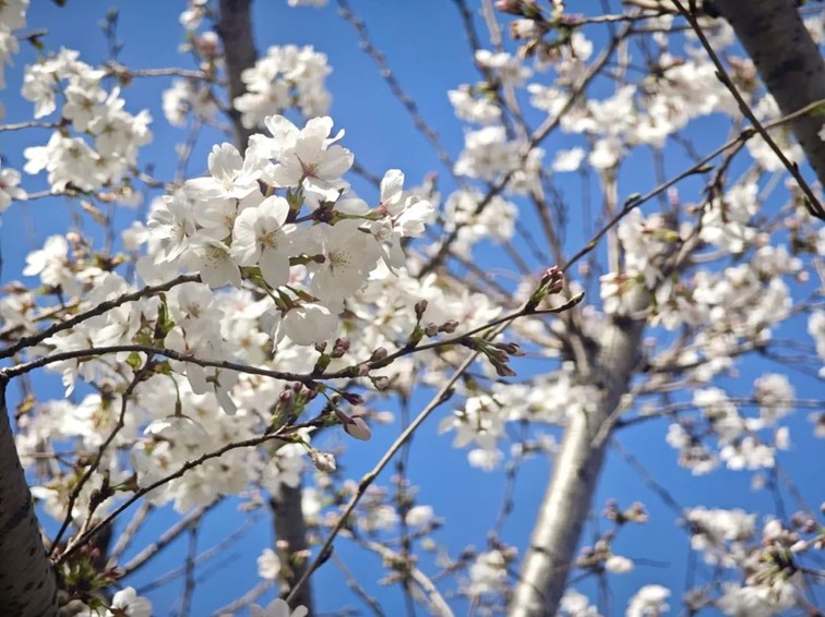 上班暂停一下!快来青浦看樱花雨 上班暂停一下!快来青浦看樱花雨