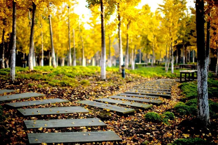 银杏落金,青浦迎来了年度“最闪亮”时刻! 银杏落金,青浦迎来了年度“最闪亮”时刻!