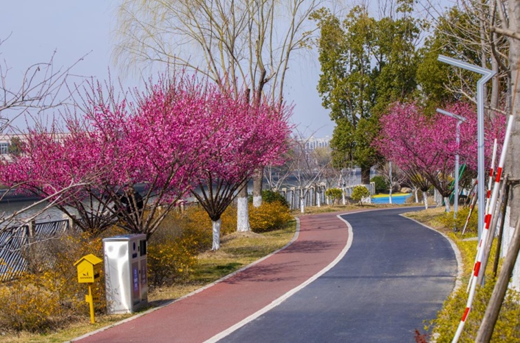 沪水畔,慢时光!梅花映水,到青浦赏梅品水 沪水畔,慢时光!梅花映水,到青浦赏梅品水
