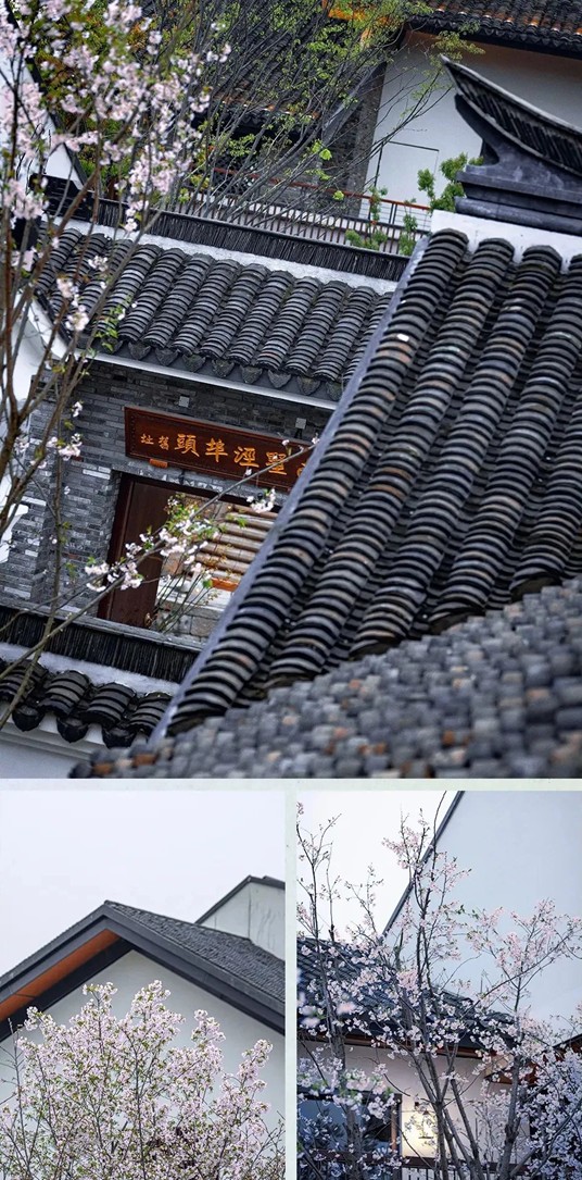 上班暂停一下!快来青浦看樱花雨 上班暂停一下!快来青浦看樱花雨