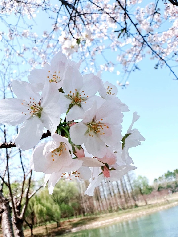 上班暂停一下!快来青浦看樱花雨 上班暂停一下!快来青浦看樱花雨