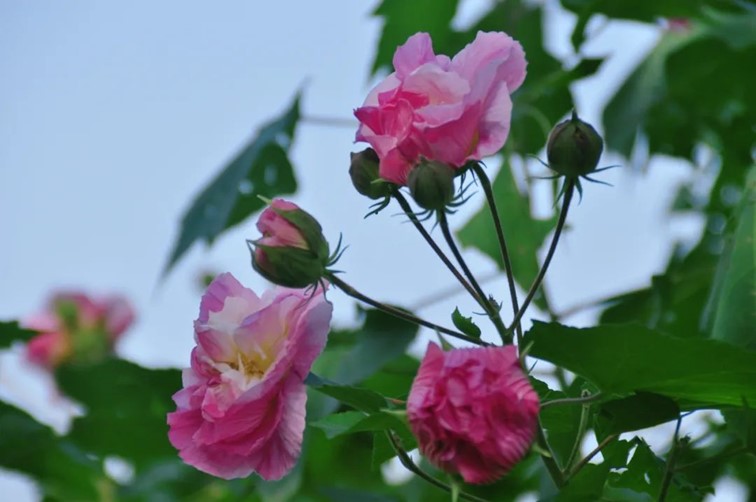 寒风乍起，秋意正浓，你想要的绝色秋光就藏在青浦！