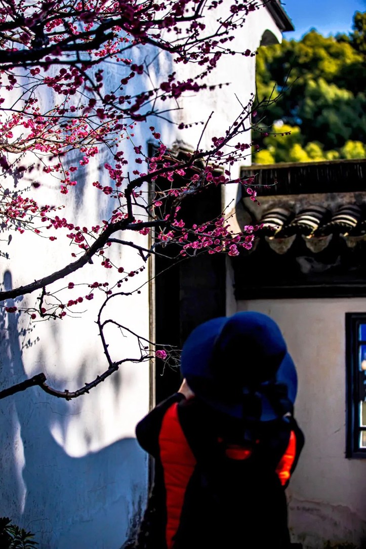 江南梅花季丨开往春天的列车已上线！抓紧冲，青浦梅花已绽放80%！