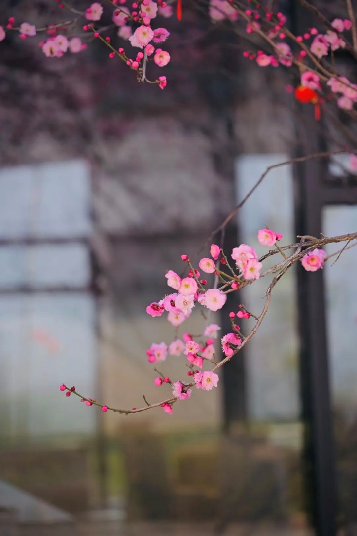 江南梅花季丨“梅”美与共！住在青浦花影中，盼君缓缓归矣