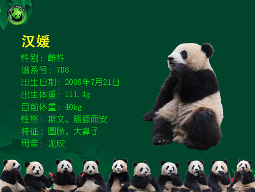 市政府新闻发布会介绍“2010年大熊猫世博行”活动相关情况