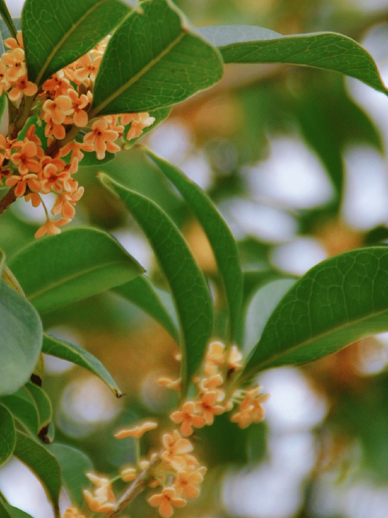 香满秋·一起游|人间十月,桂香满襟!青浦绝佳赏桂地,原来在这里! 香满秋·一起游|人间十月,桂香满襟!青浦绝佳赏桂地,原来在这里!