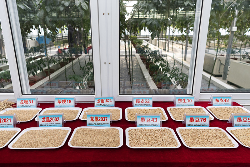 这是黑龙江省富锦市北大荒建三江国家农业科技园区内展示的水稻和大豆品种.jpeg 这是黑龙江省富锦市北大荒建三江国家农业科技园区内展示的水稻和大豆品种.jpeg