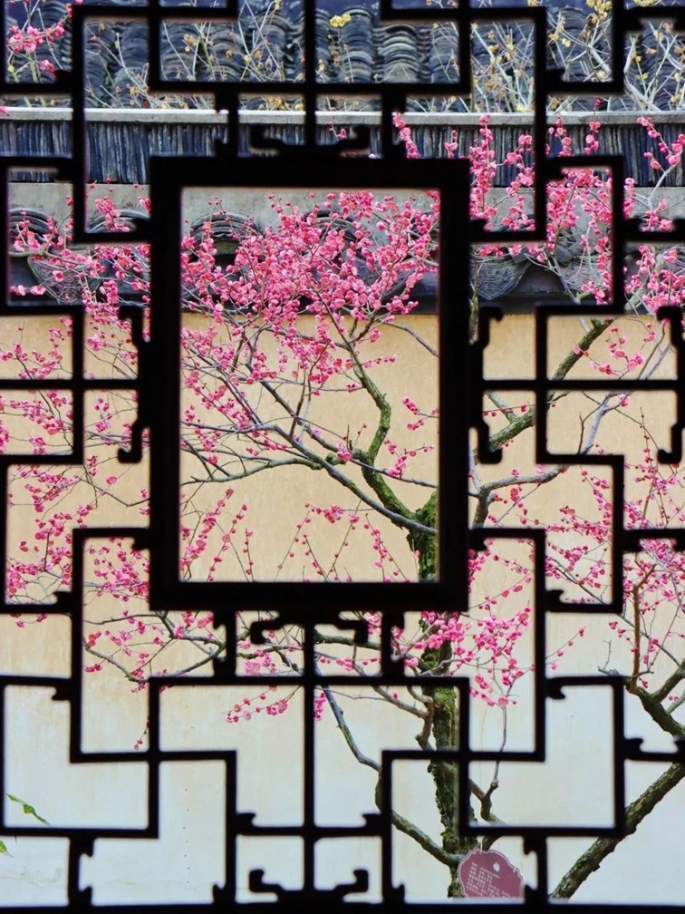 江南梅花季丨开往春天的列车已上线！抓紧冲，青浦梅花已绽放80%！