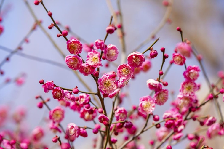沪水畔,慢时光!梅花映水,到青浦赏梅品水 沪水畔,慢时光!梅花映水,到青浦赏梅品水