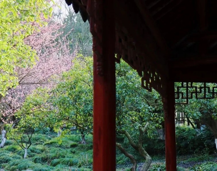 江南梅花季丨开往春天的列车已上线！抓紧冲，青浦梅花已绽放80%！