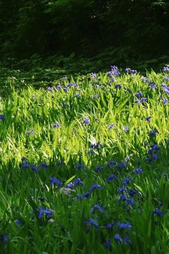 2026逛青浦环城水系公园指南