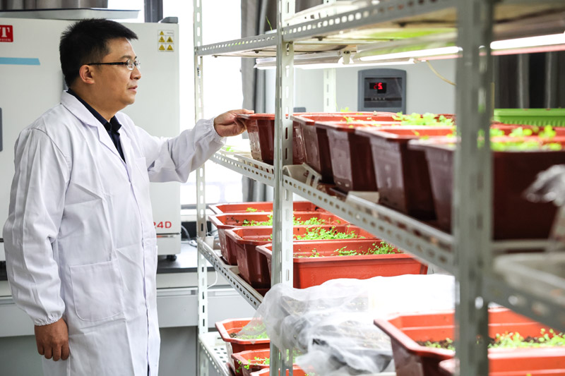 10月20日,贵州大学动物科学学院院长陈超在实验室内观察新品种牧草的生长情况。.jpg 10月20日,贵州大学动物科学学院院长陈超在实验室内观察新品种牧草的生长情况。.jpg