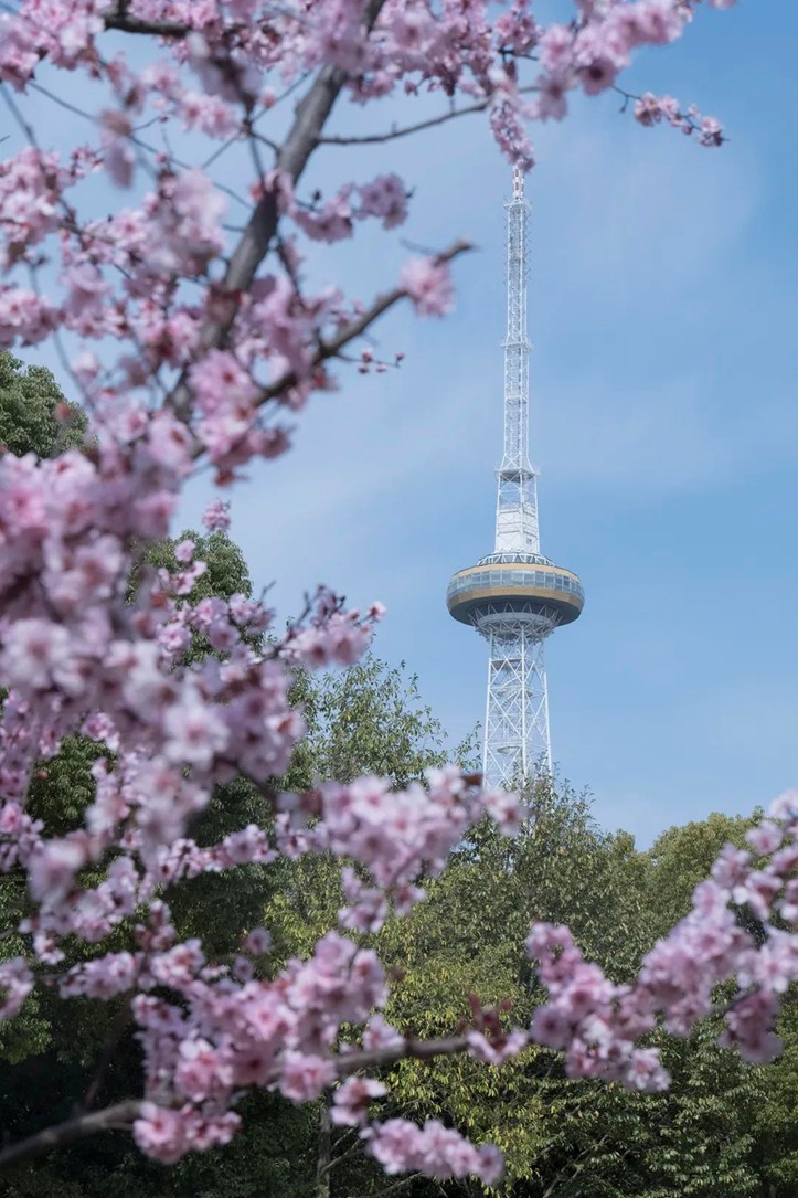 上班暂停一下!快来青浦看樱花雨 上班暂停一下!快来青浦看樱花雨