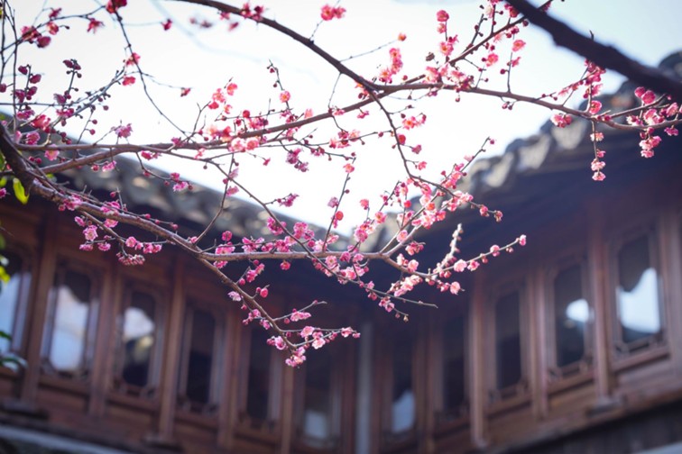 江南梅花季丨“梅”美与共！住在青浦花影中，盼君缓缓归矣