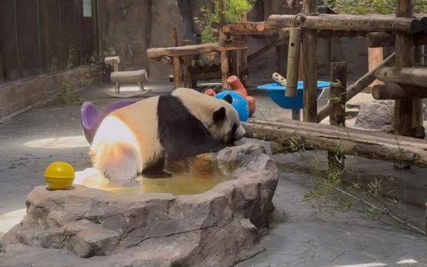 上海市林业总站赴上海野生动物园开展大熊猫专项检查评估工作1.jpg 上海市林业总站赴上海野生动物园开展大熊猫专项检查评估工作1.jpg