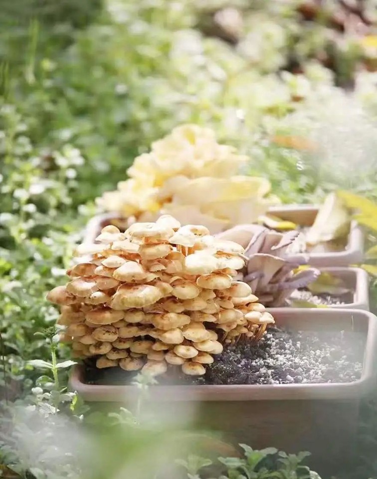 文旅商体展农资讯:青浦区一周活动菜单(2025年5月24日-5月30日) 文旅商体展农资讯:青浦区一周活动菜单(2025年5月24日-5月30日)