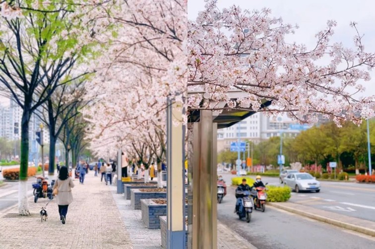 上班暂停一下!快来青浦看樱花雨 上班暂停一下!快来青浦看樱花雨