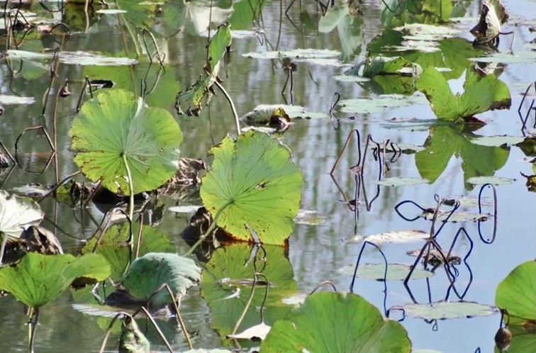 寒风乍起，秋意正浓，你想要的绝色秋光就藏在青浦！