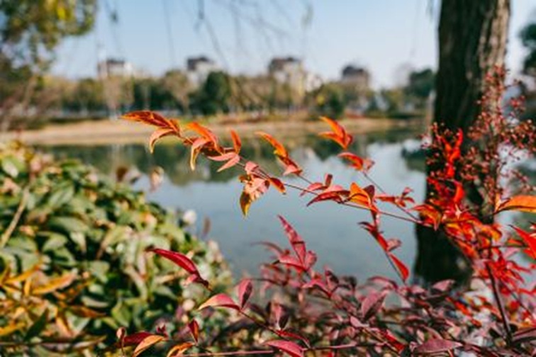 青浦河长:城中美湖,静谧安然 青浦河长:城中美湖,静谧安然