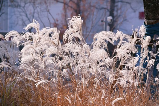 2026逛青浦环城水系公园指南