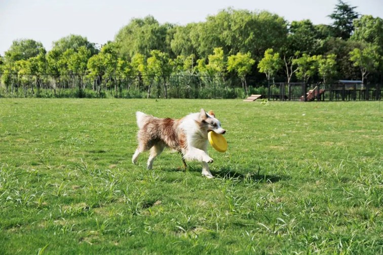 跟着半马游青浦｜收藏！带你玩转线路周边吃喝玩乐全攻略！