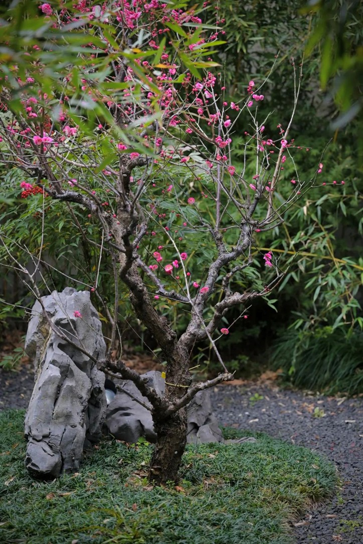 江南梅花季丨“梅”美与共！住在青浦花影中，盼君缓缓归矣