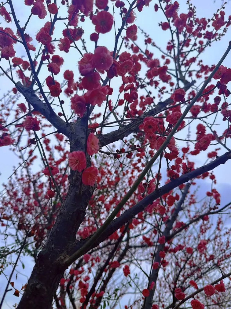 江南梅花季丨“梅”美与共！住在青浦花影中，盼君缓缓归矣