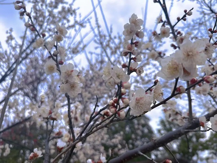 江南梅花季丨“梅”美与共！住在青浦花影中，盼君缓缓归矣
